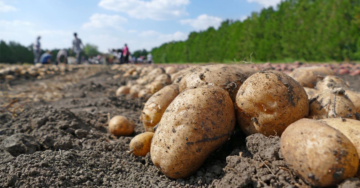 Image de diapositive