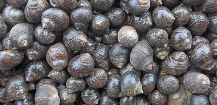 bigorneaux vivants 100g