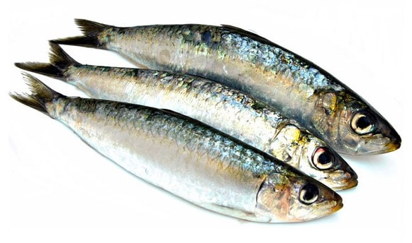 Sardine 100g