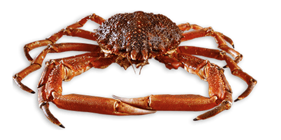 Araignée vivante 100g