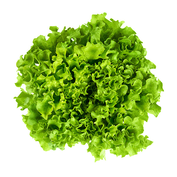 Salade Batavia bio