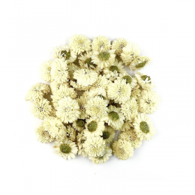 Camomille romaine bio 