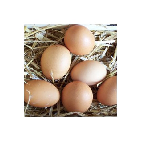 oeufs 53/63 bio 